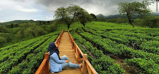kebun teh wonosari lawang