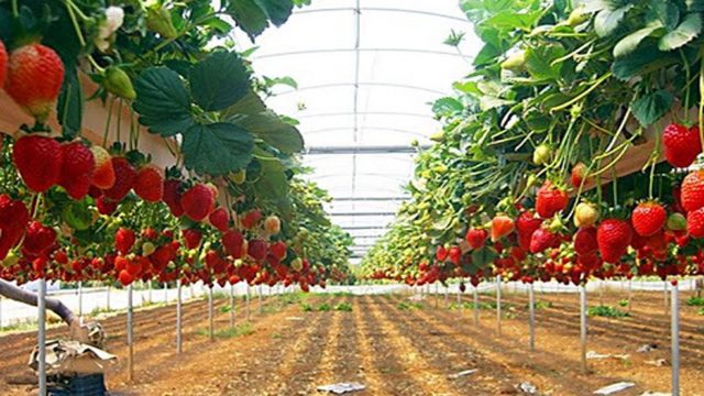 kusuma agro stroberi